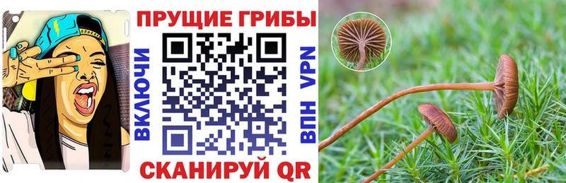 Купить закладки  Шимановск  Псилоцибиновые грибы Psilocybe 